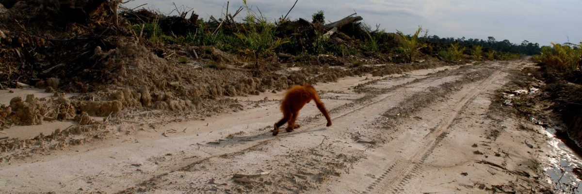 The-Orangutan-Project