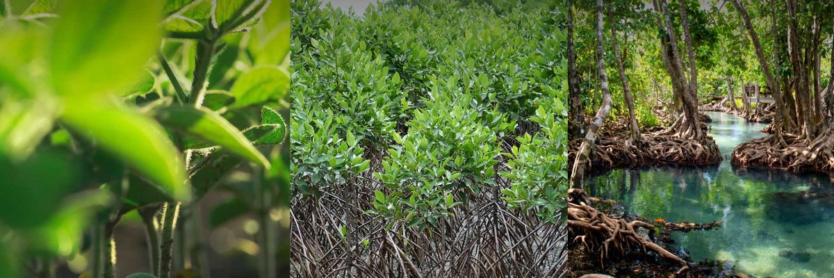 Rewards4earth-reforestation-with-lord-of-the-trees