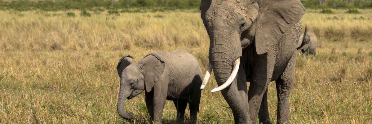 Elephants The International Elephant Project is supported by Rewards4Earth