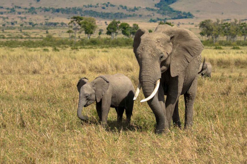 Elephants The International Elephant Project is supported by Rewards4Earth