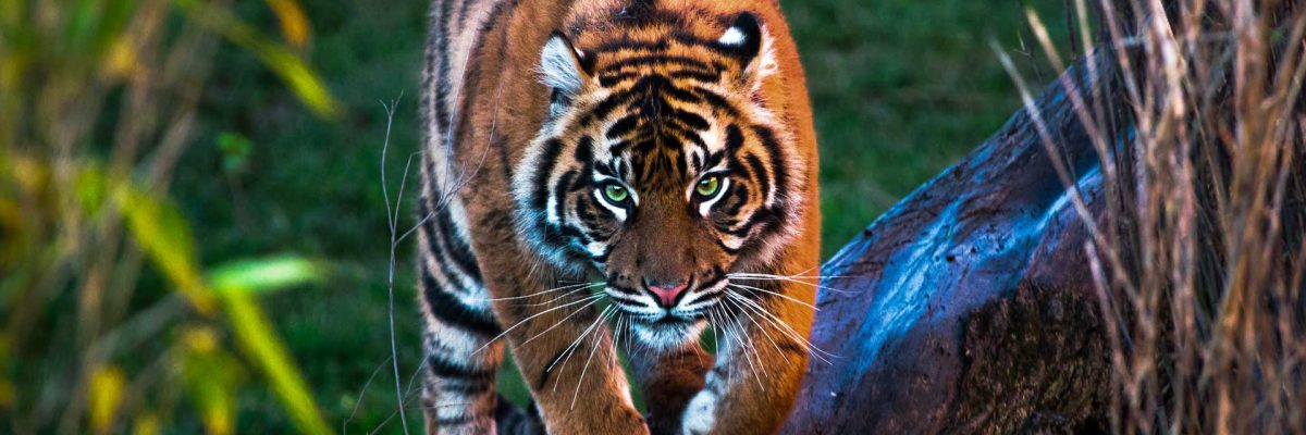 international-tiger-project-bengal-tiger
